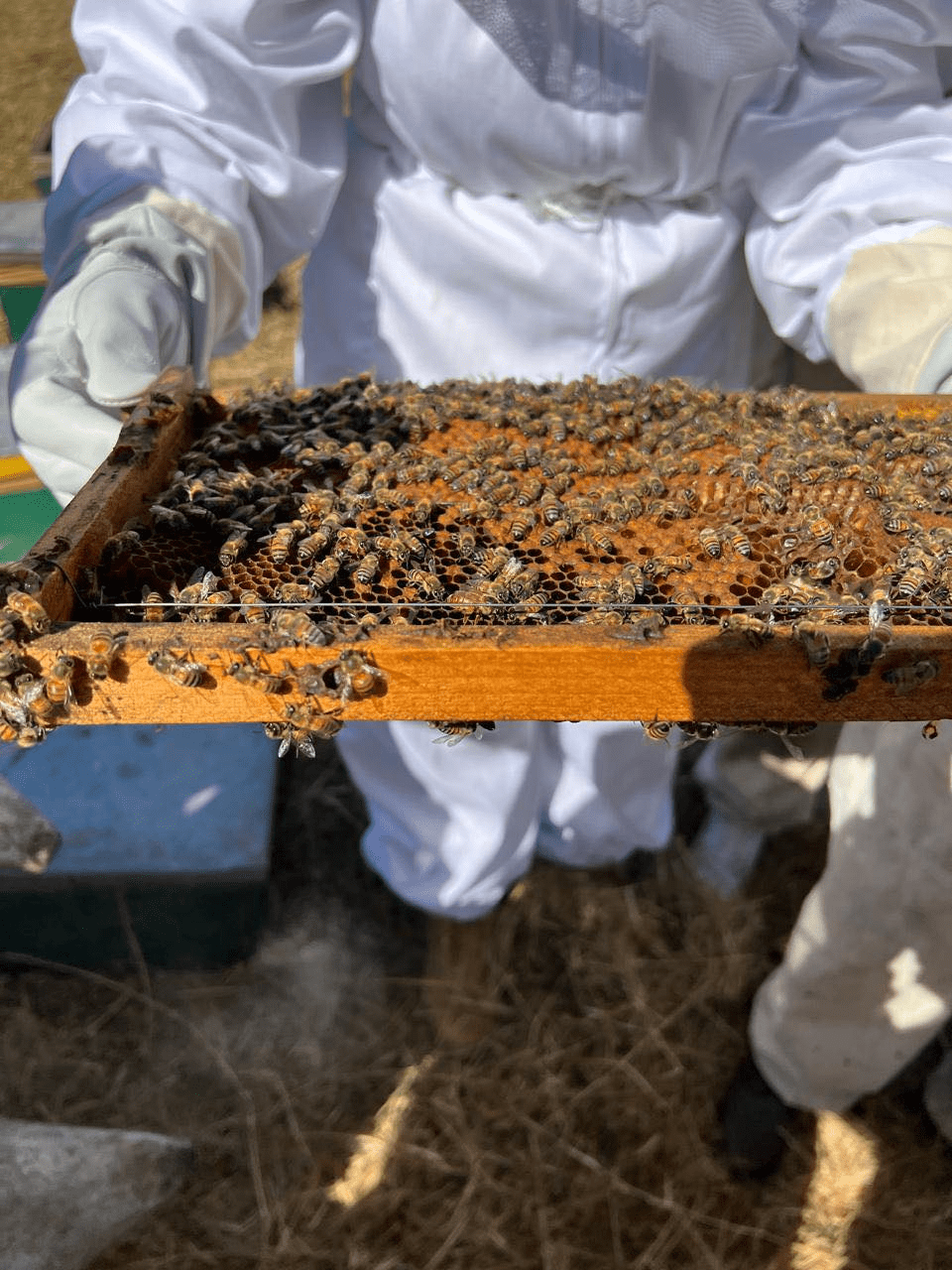 Taller de Apicultura en las instalaciones del Centro&nbsp;Supera