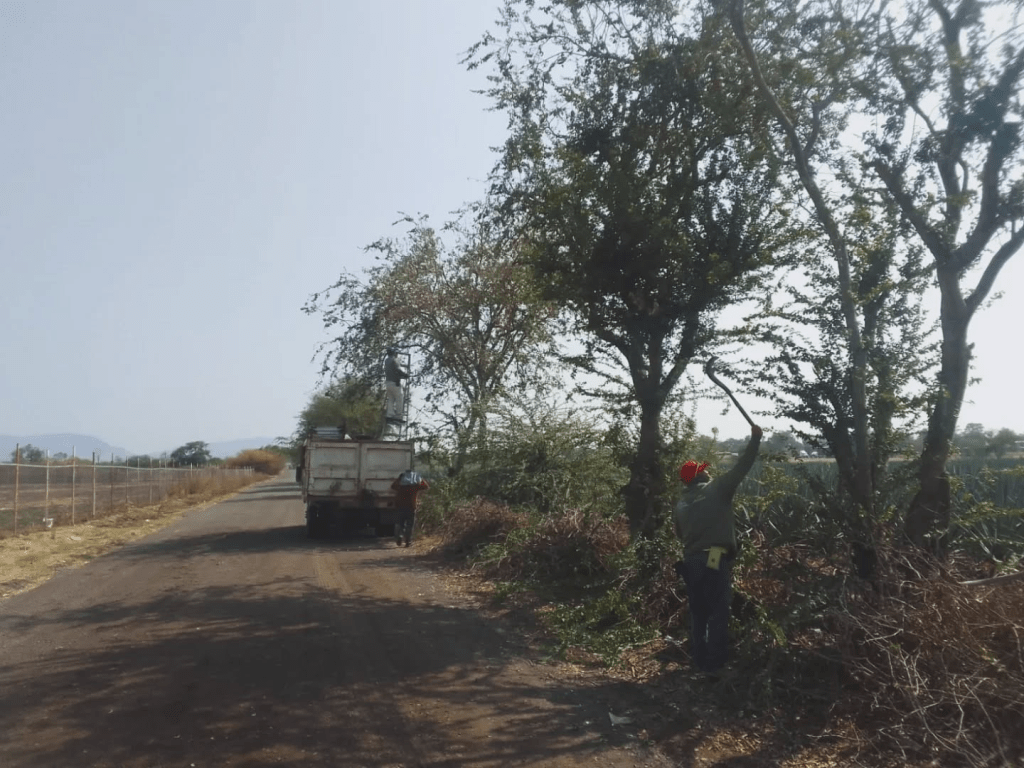 La Barca atiende poda en vialidades para mejorar transporte&nbsp;público