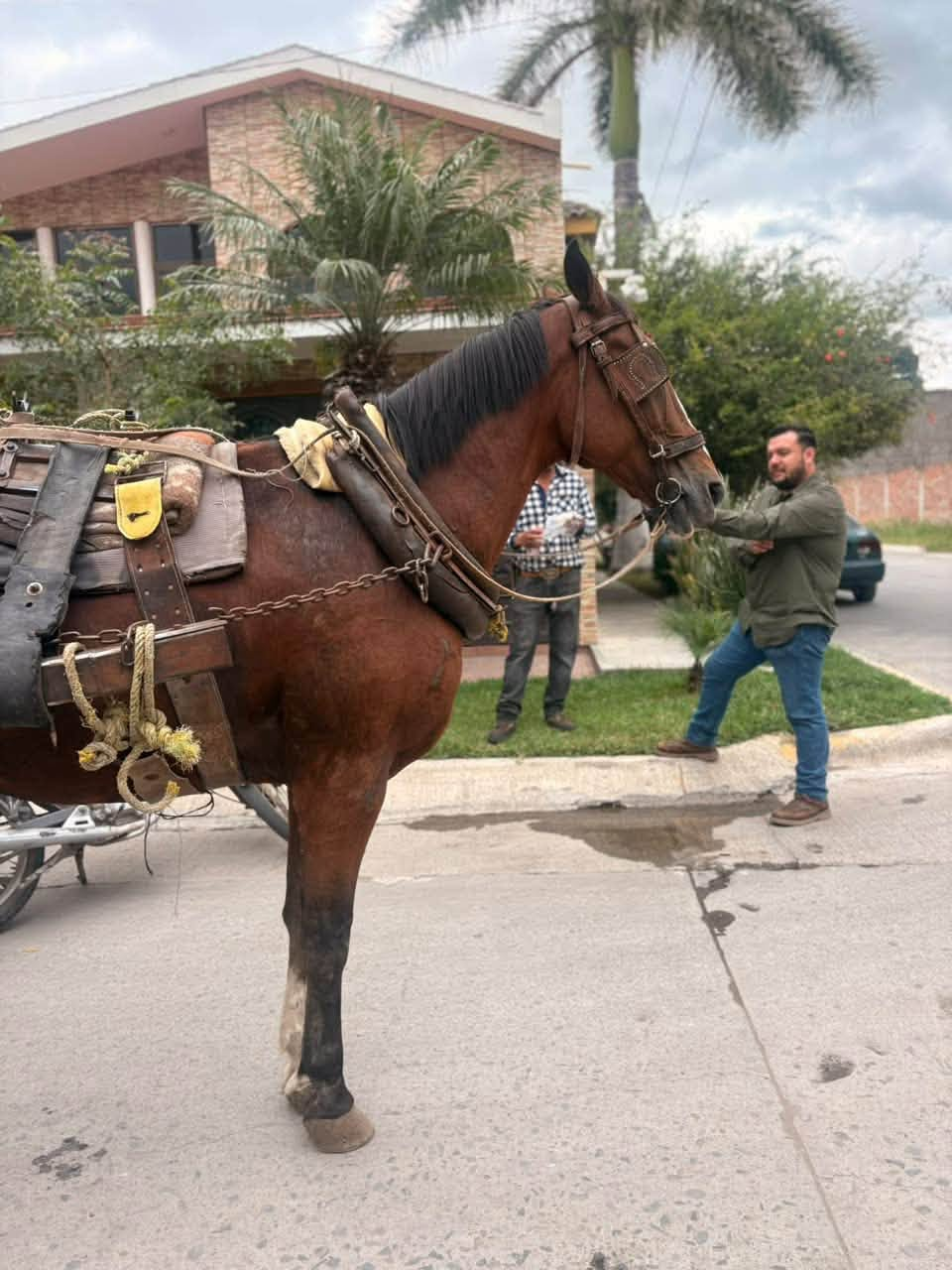 REVISAN A CABALLO TRAS INCIDENTE EN LA BARCA; DESCARTAN LESIONES RECIENTES 🐴