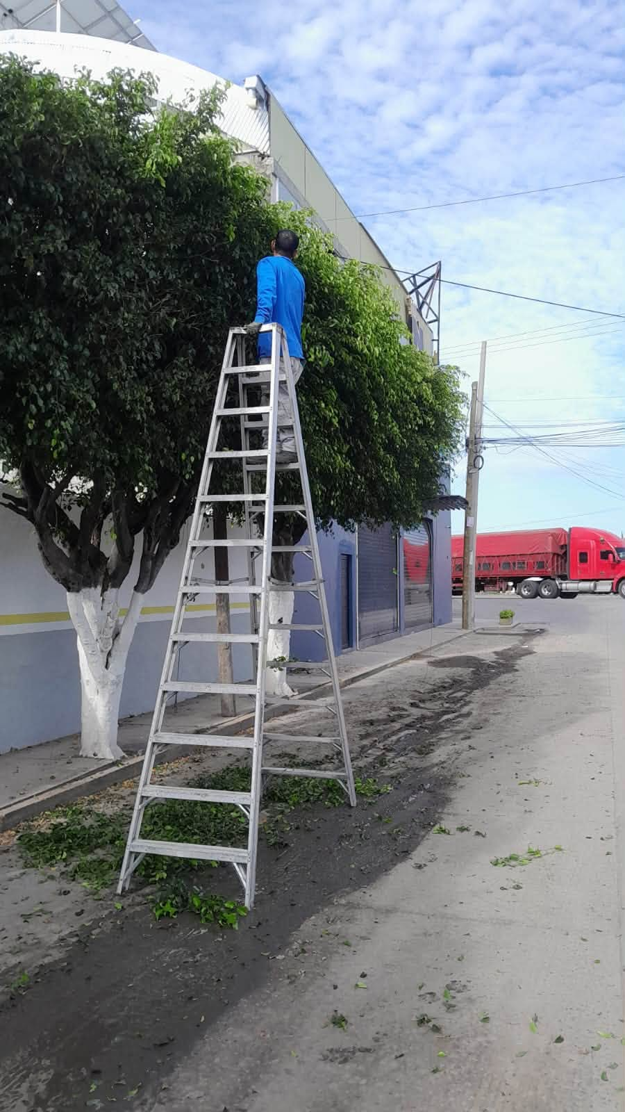 La Barca realiza trabajos de poda y mantenimiento de árboles en espacios públicos