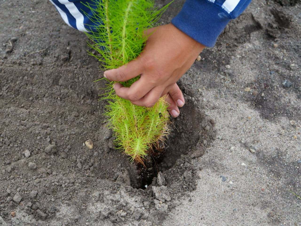 CUMUATO SE SUMA A LA JORNADA “PLANTANDO VIDA”